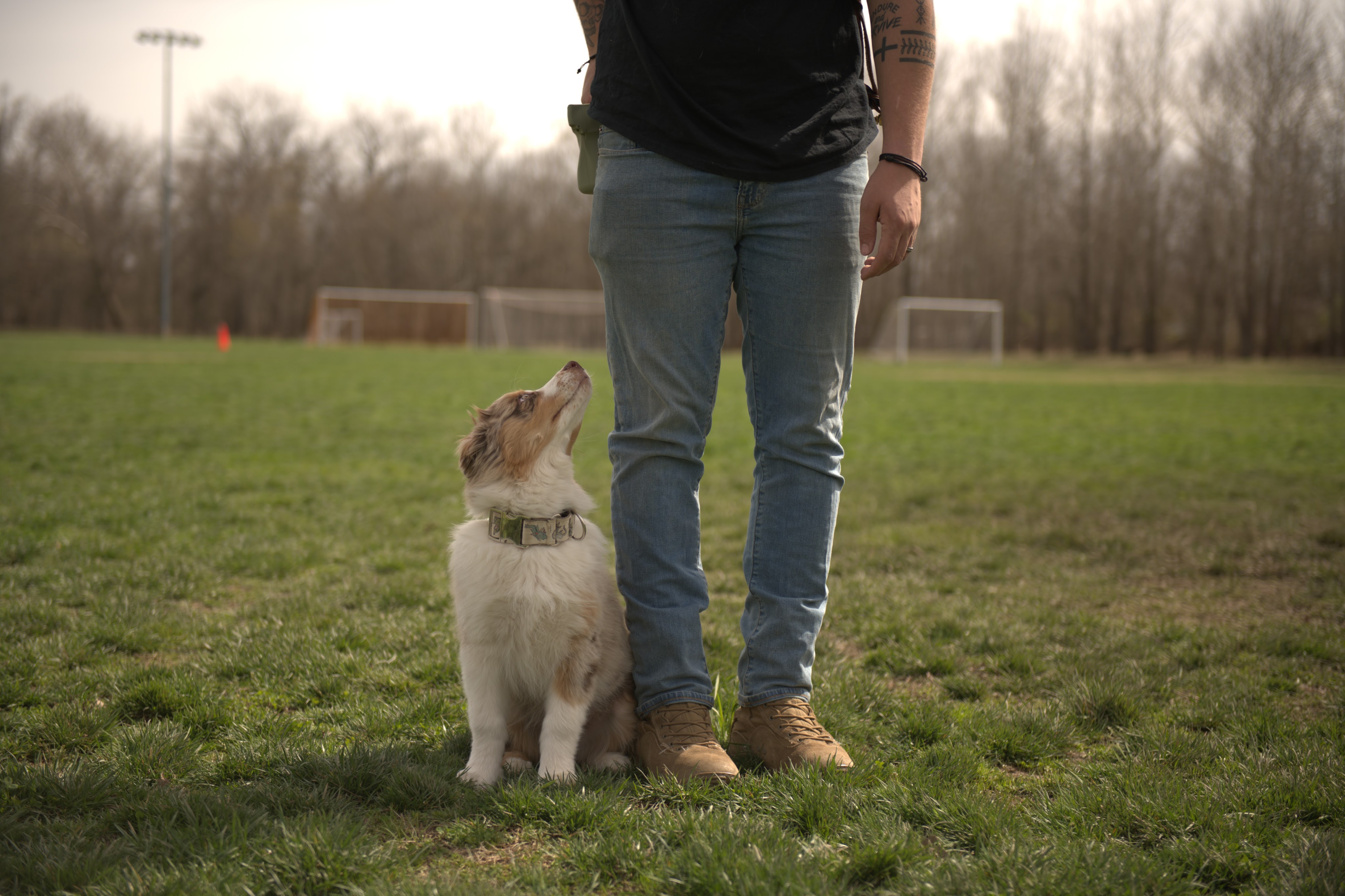 Obediance Base/Dog Training Basics